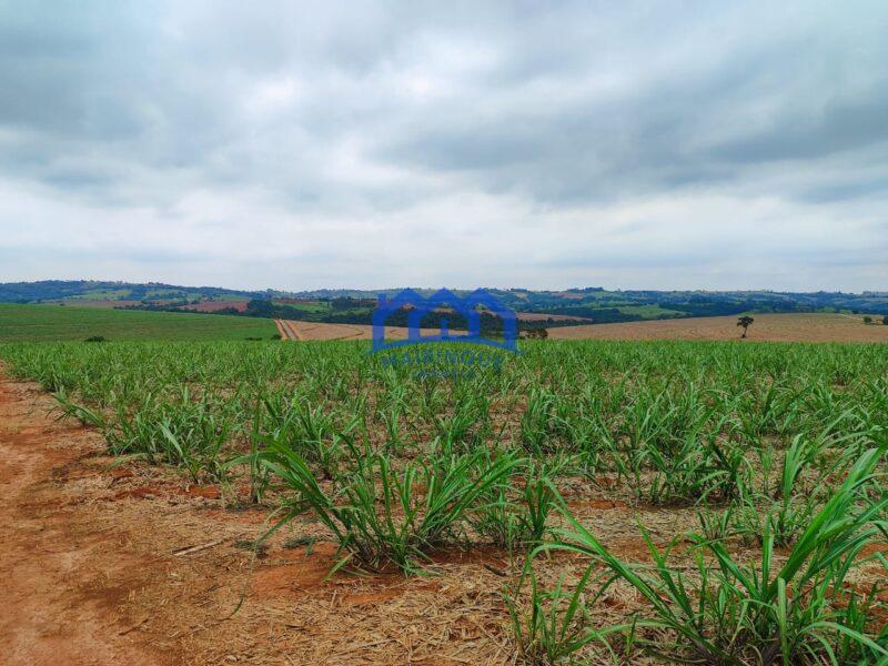 Sitio/Fazenda à Venda, 42 alqueires por R$ 12.600.000 Cód. ch2282