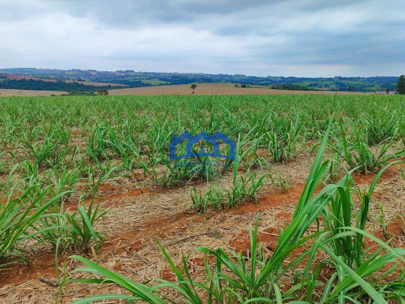Sitio/Fazenda à Venda, 42 alqueires por R$ 12.600.000 Cód. ch2282