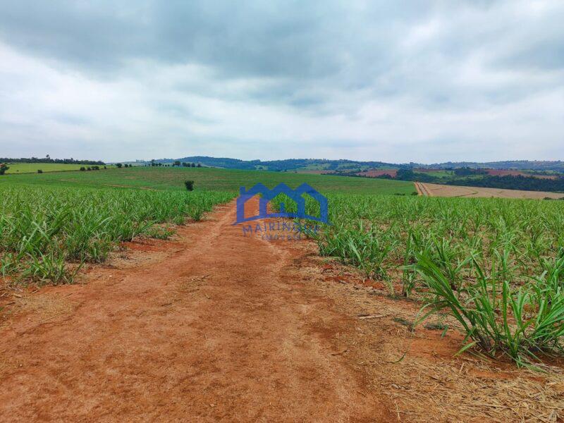 Sitio/Fazenda à Venda, 42 alqueires por R$ 12.600.000 Cód. ch2282