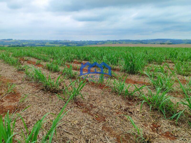 Sitio/Fazenda à Venda, 42 alqueires por R$ 12.600.000 Cód. ch2282