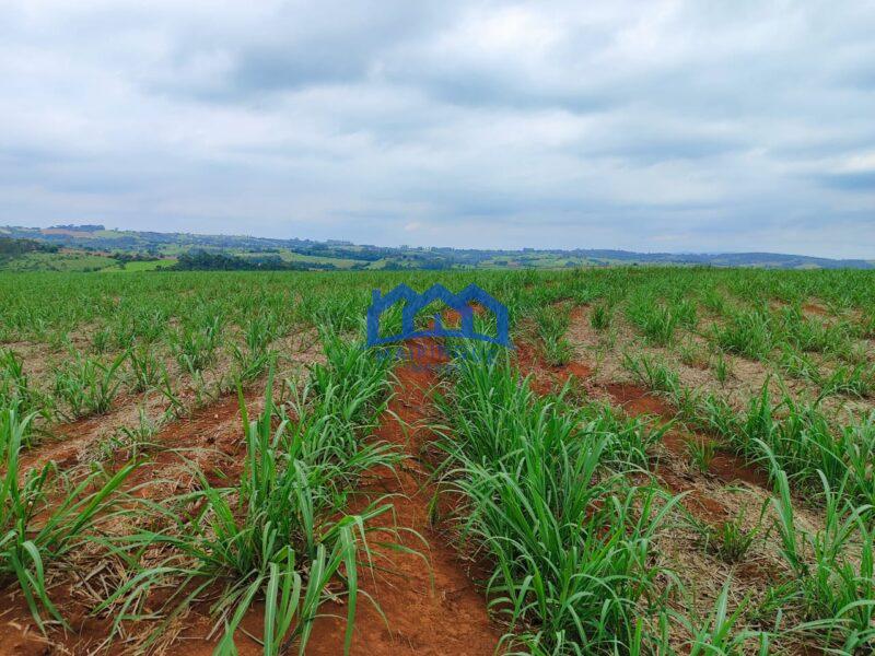 Sitio/Fazenda à Venda, 42 alqueires por R$ 12.600.000 Cód. ch2282