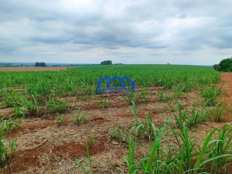 Sitio/Fazenda à Venda, 42 alqueires por R$ 12.600.000 Cód. ch2282