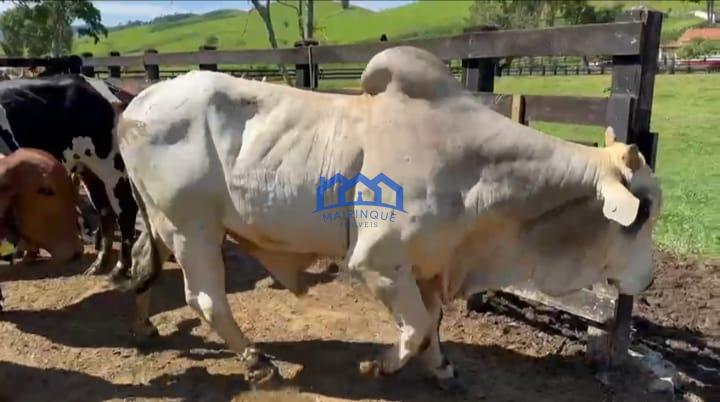Sitio/Fazenda à Venda, 330 alqueires por R$ 35.000.000 Cód. ch2286