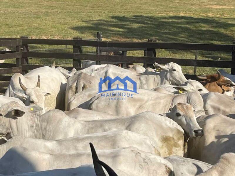 Sitio/Fazenda à Venda, 330 alqueires por R$ 35.000.000 Cód. ch2286