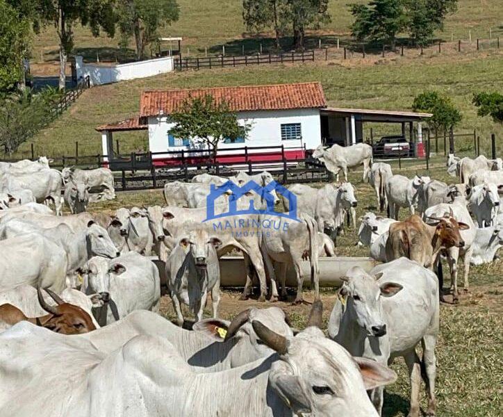 Sitio/Fazenda à Venda, 330 alqueires por R$ 35.000.000 Cód. ch2286