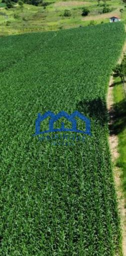 Sitio/Fazenda à Venda, 330 alqueires por R$ 35.000.000 Cód. ch2286