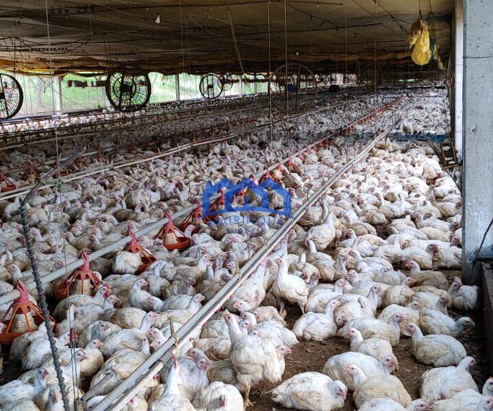 Sitio/Fazenda à Venda, granja com 12 alqueires por R$ 8.000.000 Cód. ch2292