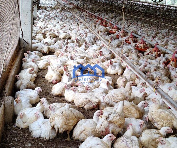 Sitio/Fazenda à Venda, granja com 12 alqueires por R$ 8.000.000 Cód. ch2292